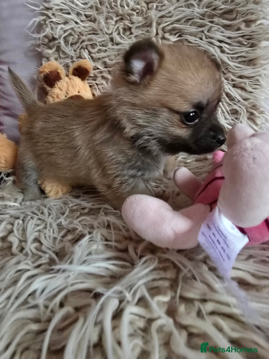 Pomchi dogs for sale: Beautiful Pomchi Puppy's ❤️  - Advert 19