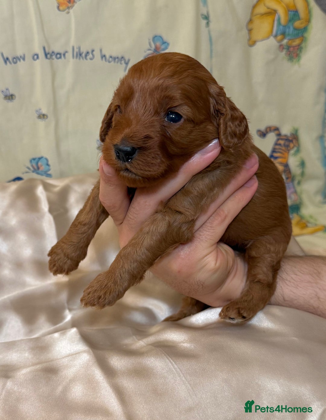 Cavapoo dogs for sale: 6 Cute Cavapoo puppies 6 - ready for homes in feb  - Advert 24