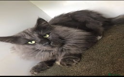 Maine Coon cats for sale: Maine coon kittens - Image 14
