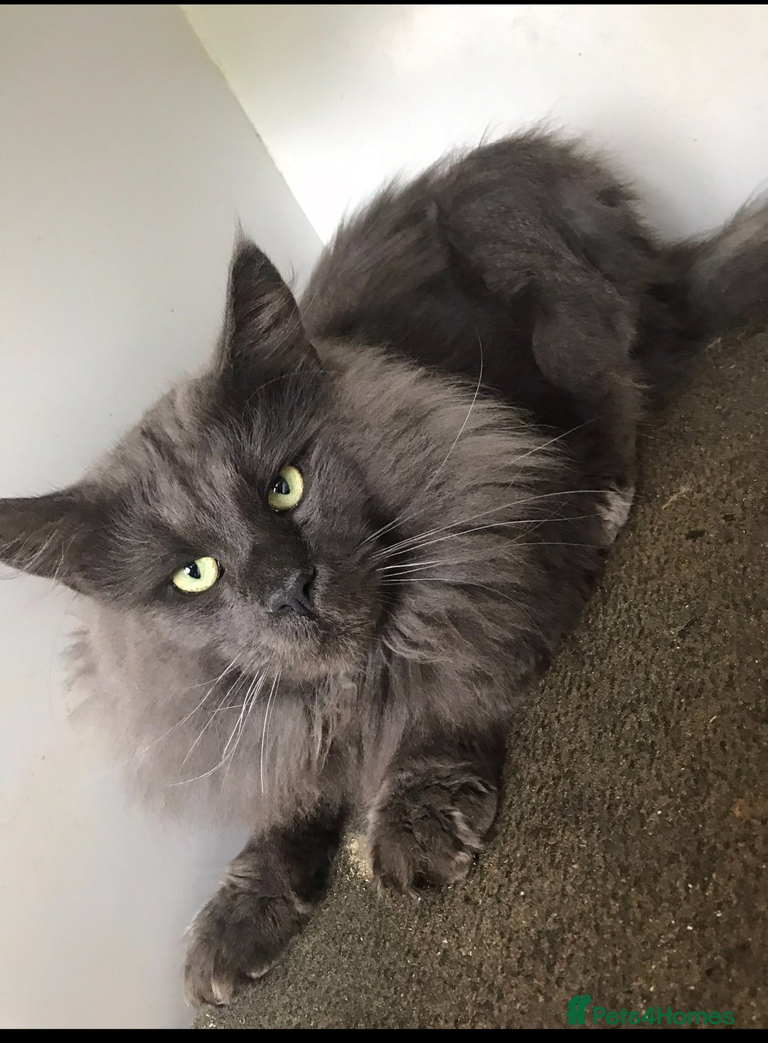 Maine Coon cats for sale: Maine coon kittens - Image 14