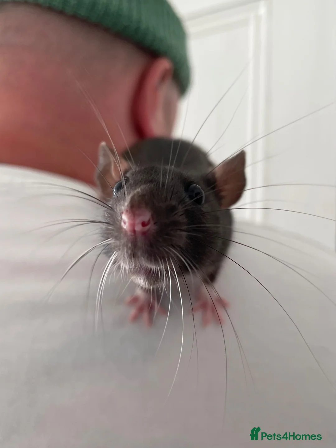 Rat rodents for sale: 2 Beautiful female rats looking to join a mischief in Sheerness - Advert 2