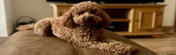 Toy Poodle dogs for stud: Kc Health tested fox red Toy poodle for stud - Advert 37