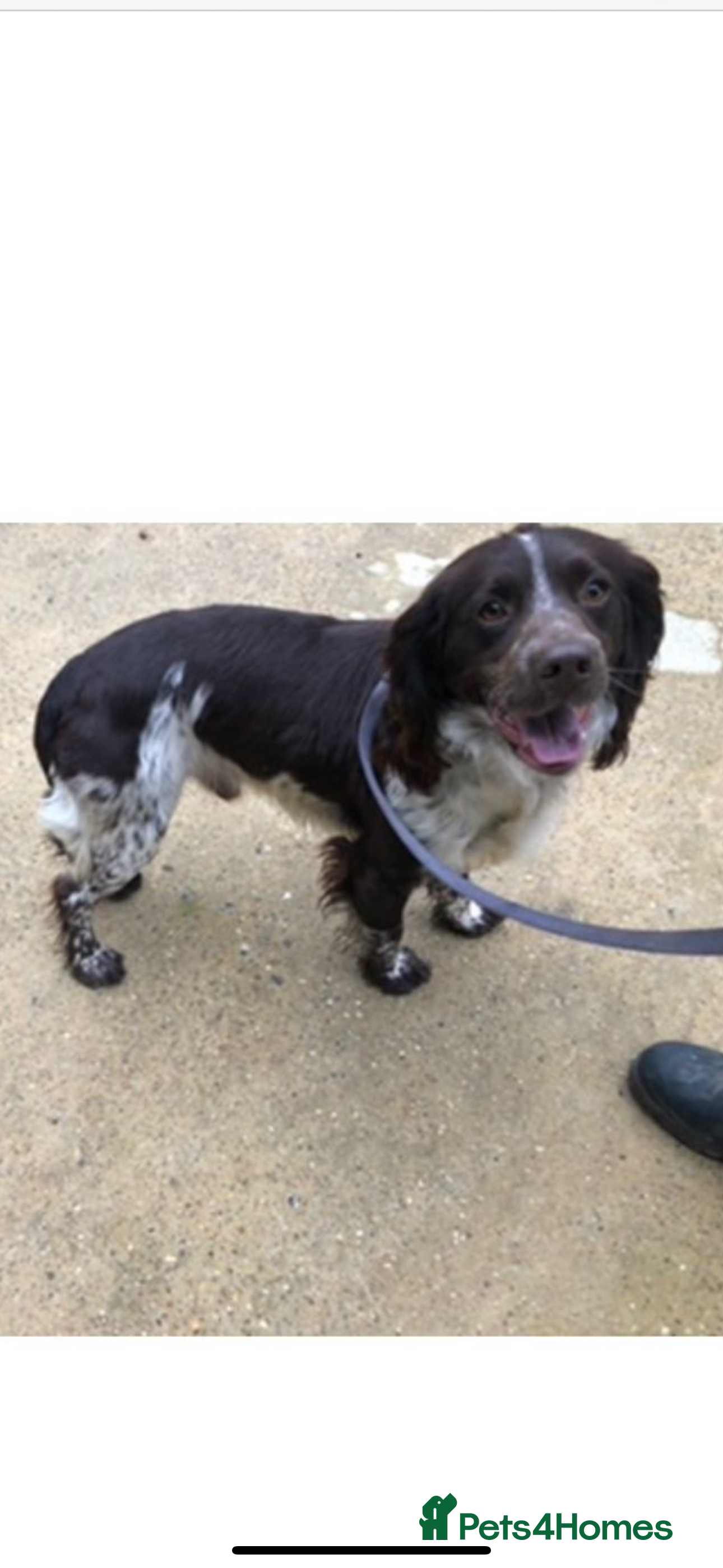 Cocker Spaniel dogs Hunter  - Advert 1