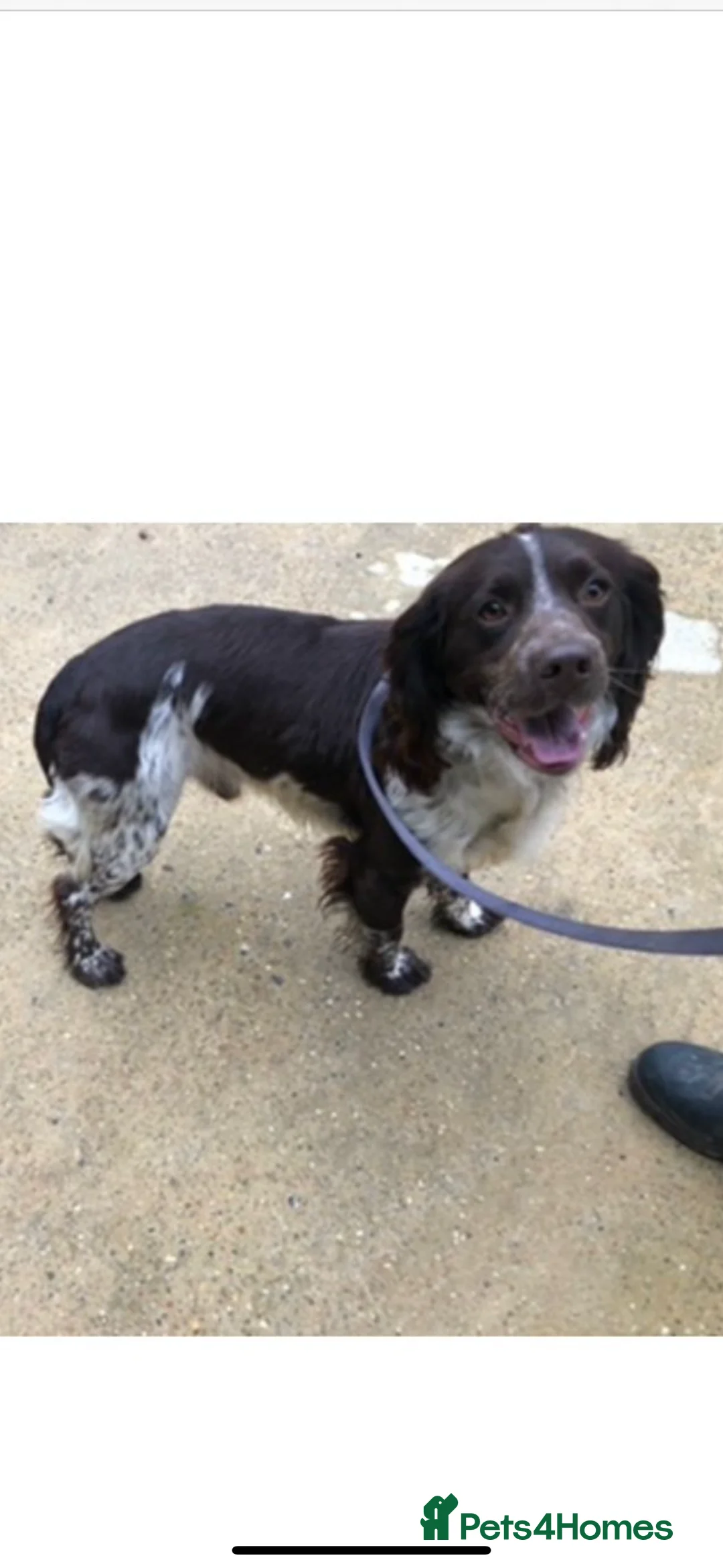 Cocker Spaniel dogs for sale: Hunter  - Advert 1