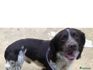 Cocker Spaniel dogs Hunter - Advert 1