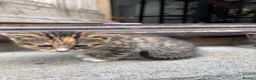 Bengal cats for sale: 4 Beautiful Kittens Looking for a Home - Advert 11