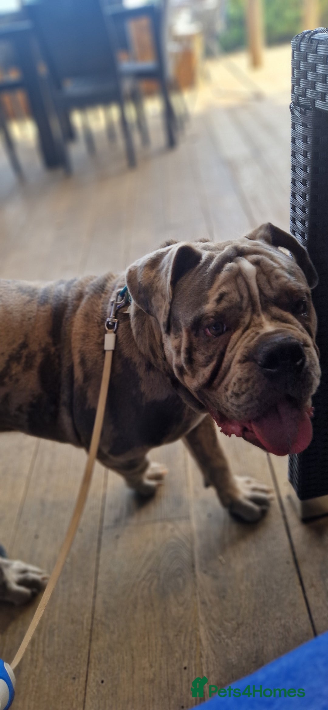 Old Tyme Bulldog dogs for sale: Male Lilac merle old tyme bulldog - Image 7