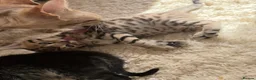 Bengal cats for sale: Pure Bengal Kittens-Rare Black Melanistic+Spotted in Beckenham - Advert 6