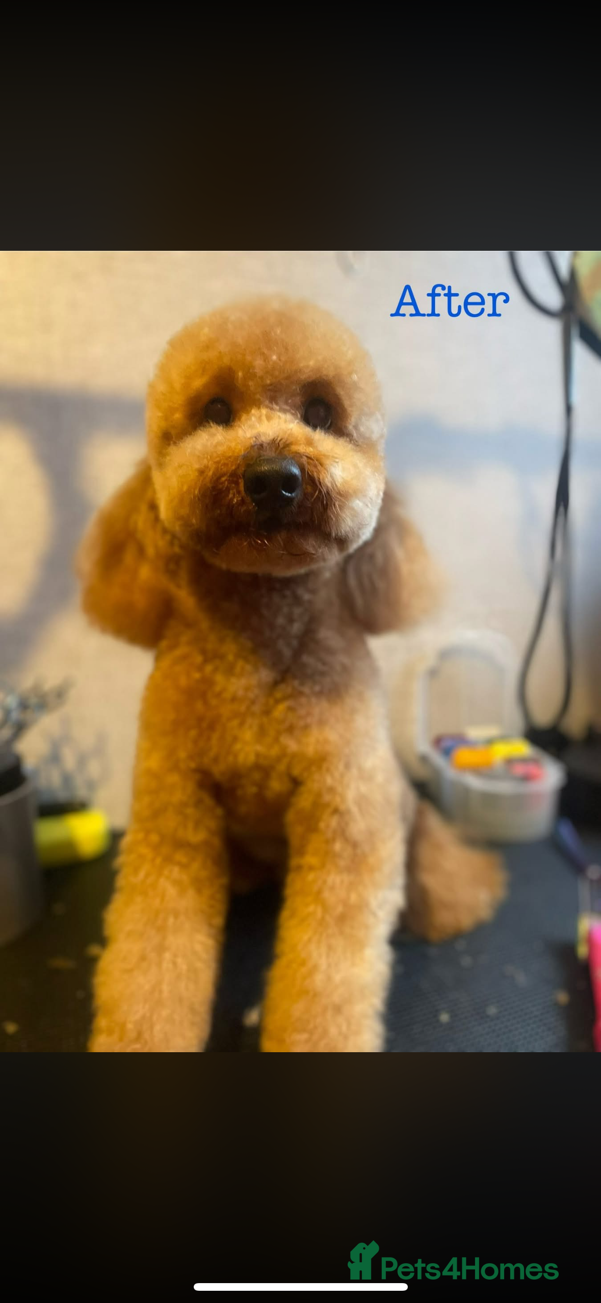 Toy Poodle dogs Coco  - Advert 15