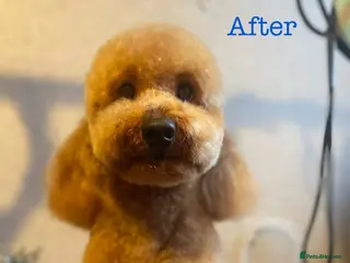 Toy Poodle dogs Coco - Advert 15