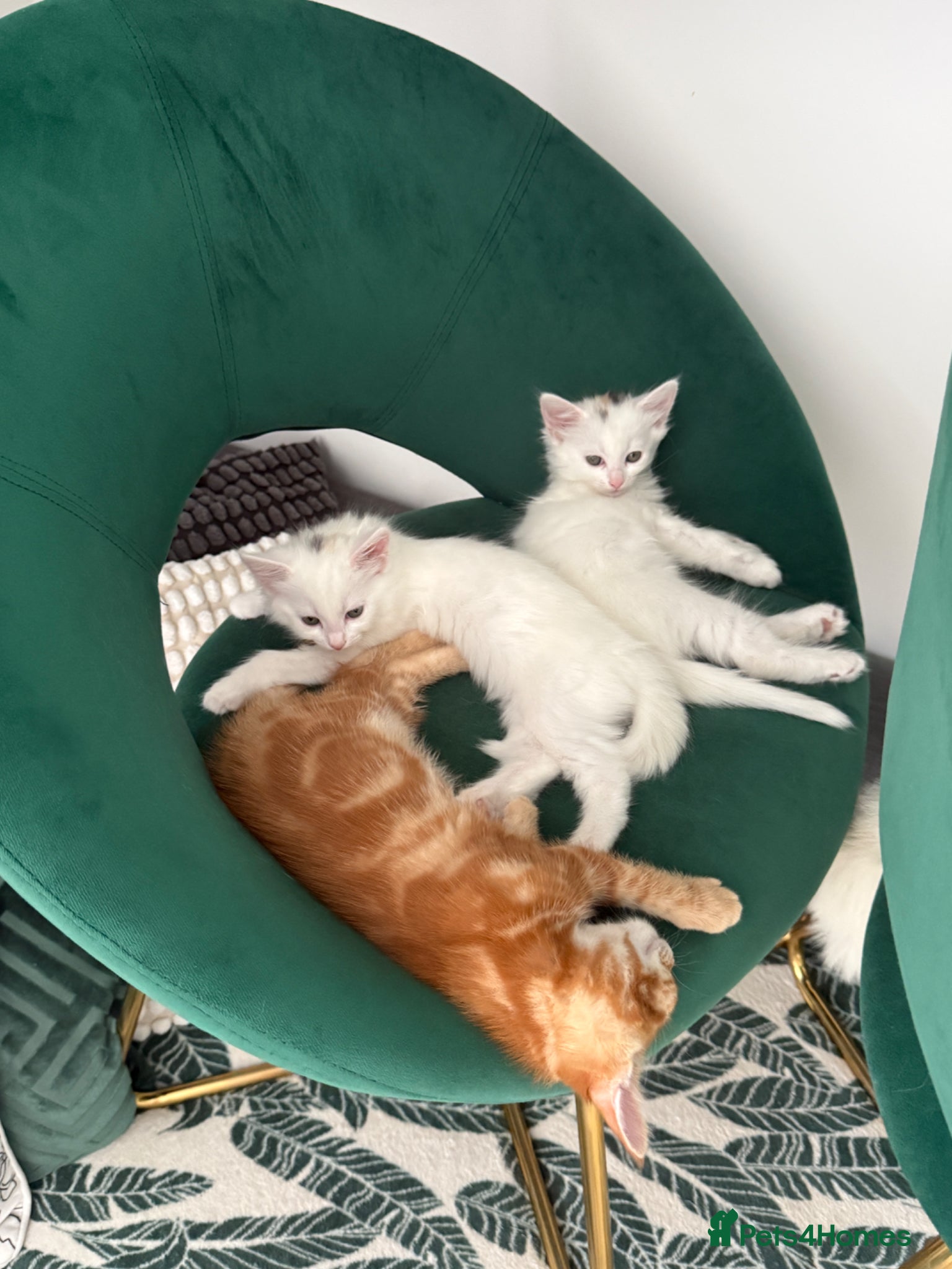 Turkish Angora cats 3 Adorable Kittens - Advert 1