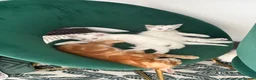 Turkish Angora cats for sale: 3 Adorable Kittens - Advert 1