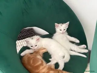 Turkish Angora cats 3 Adorable Kittens - Advert 1