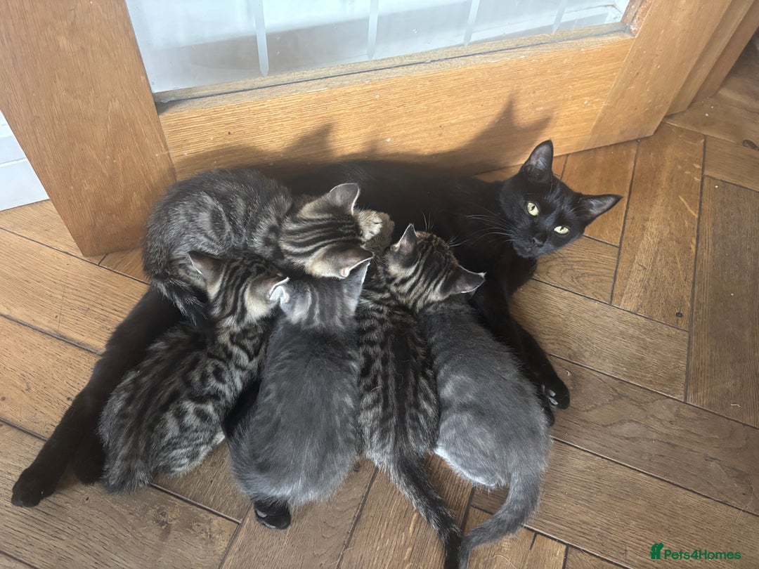 Bengal cats for sale: Beautiful Bengal Cross Kitten - Image 5