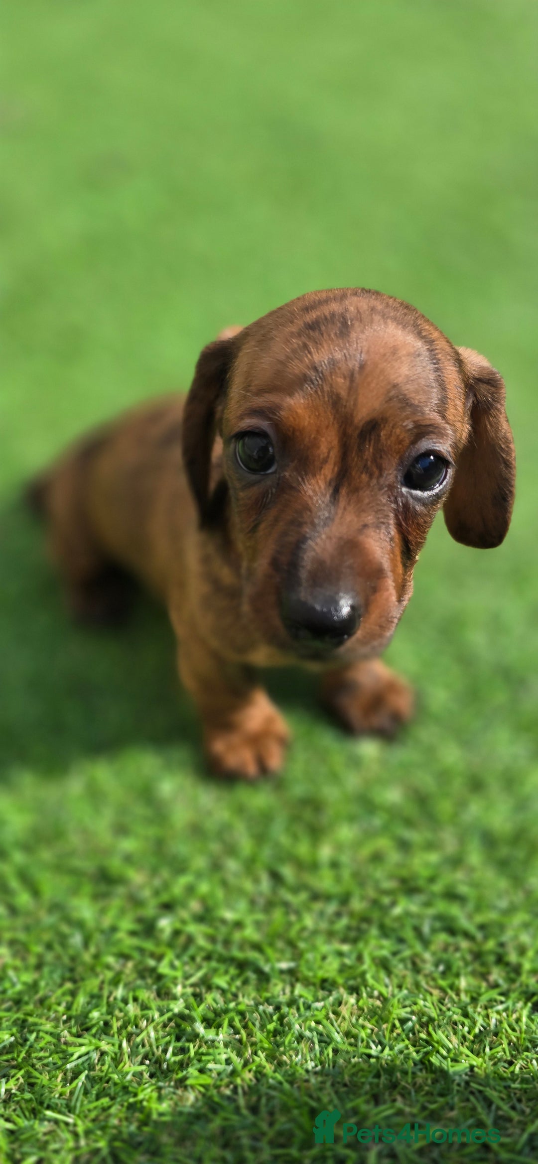 Miniature Dachshund dogs for sale: Miniature dachshund KC registered  - Image 14