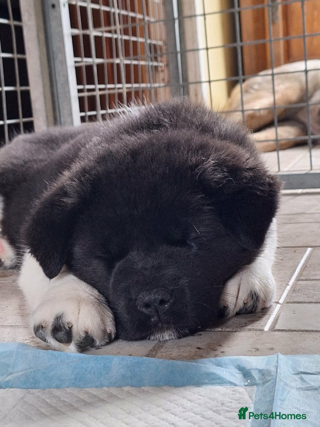 Akita dogs for sale: Quality Akita Baby Girl (KC Registered) - Advert 20