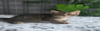 Scottish Fold straight 