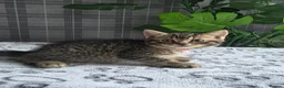 Scottish Fold cats for sale: Beautiful Scottish Fold & Straight Cross Kittens - Advert 9