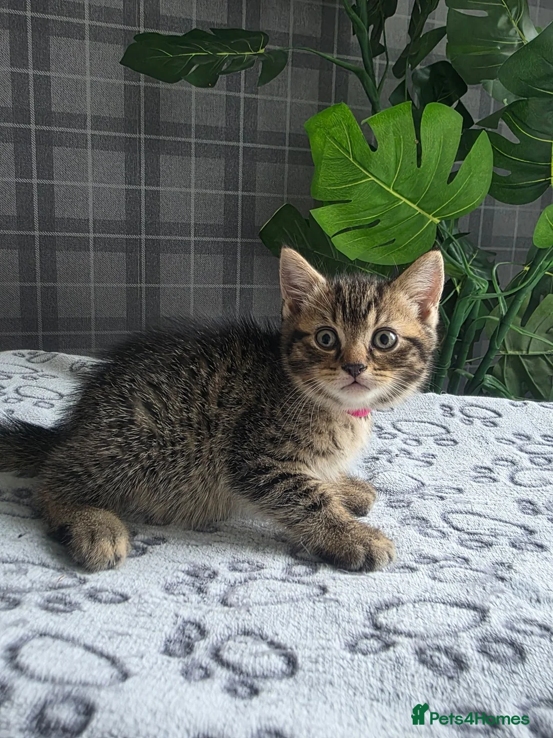 Scottish Fold cats for sale:  Scottish Fold & Straight cross British longhair - Advert 7