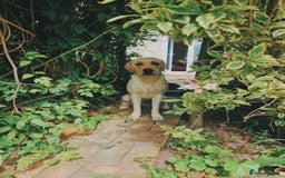 Labrador Retriever dogs for sale: healthy Labrador retriever - Image 4