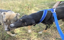 Mixed Breed dogs for adoption: RONA - a Superb young Girl for a Loving Home - Image 10