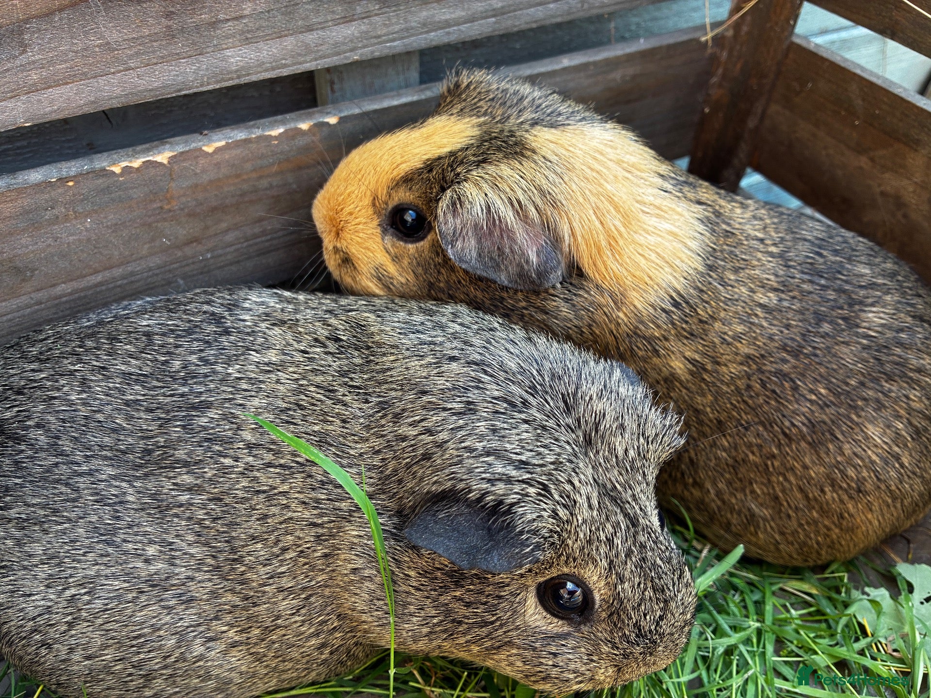 Guinea Pig rodents Two bonded female Guinea pigs  - Advert 1