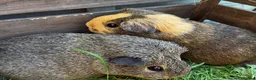 Guinea Pig rodents for sale: Two bonded female Guinea pigs  - Advert 1