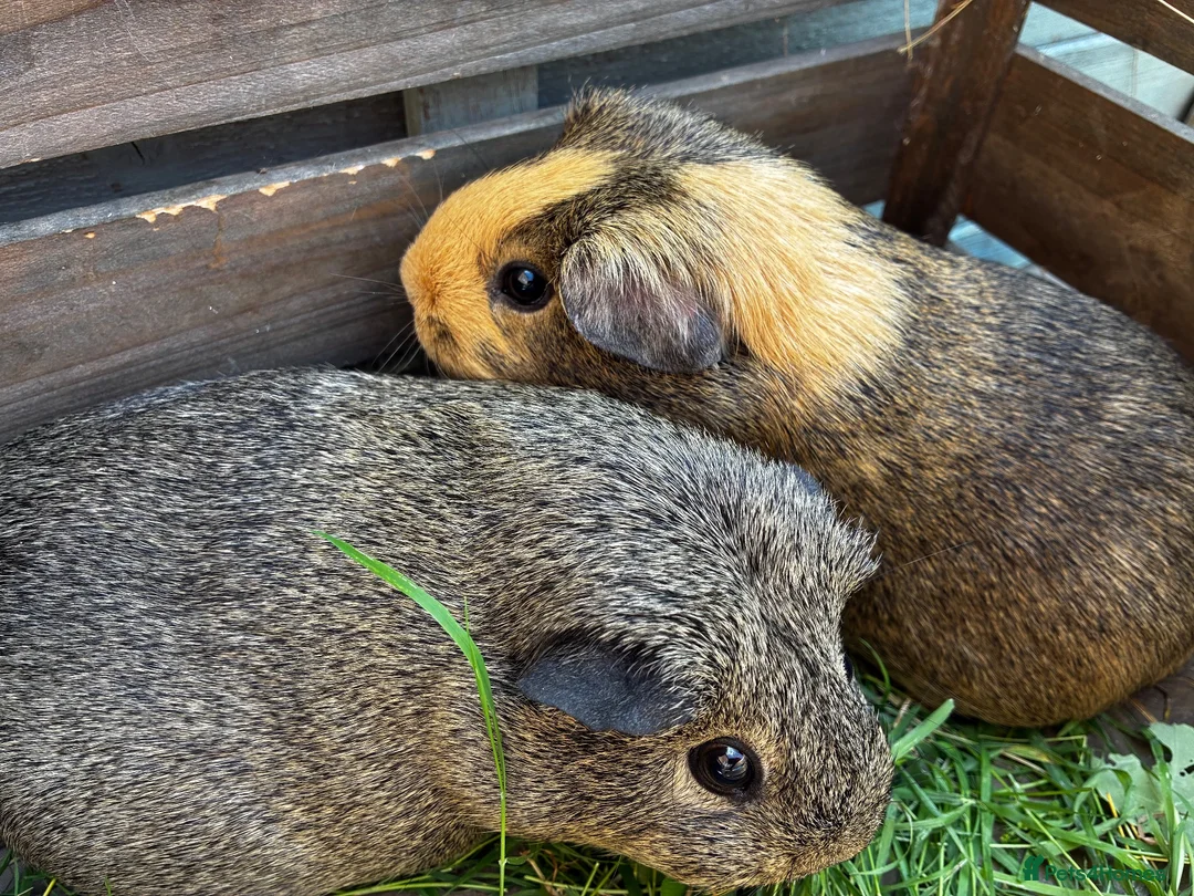 Guinea Pig rodents for sale: Two bonded female Guinea pigs  - Advert 1