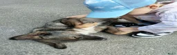 Mixed Breed dogs for adoption: 🐾 SCOUT - The Dog Who Refused to Give Up ❤️ - Advert 11