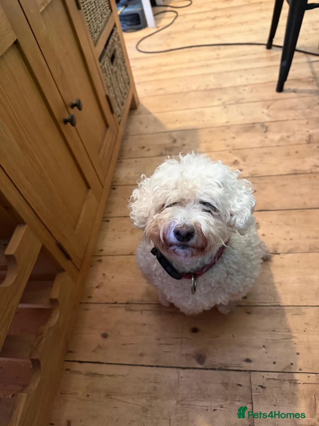 Maltipoo dogs for sale: Standard cross Maltese poodl - Advert 3