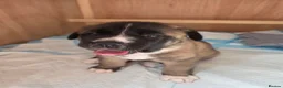 Mixed Breed dogs for sale: 4 beautiful saint burnard x akita puppies  - Advert 15