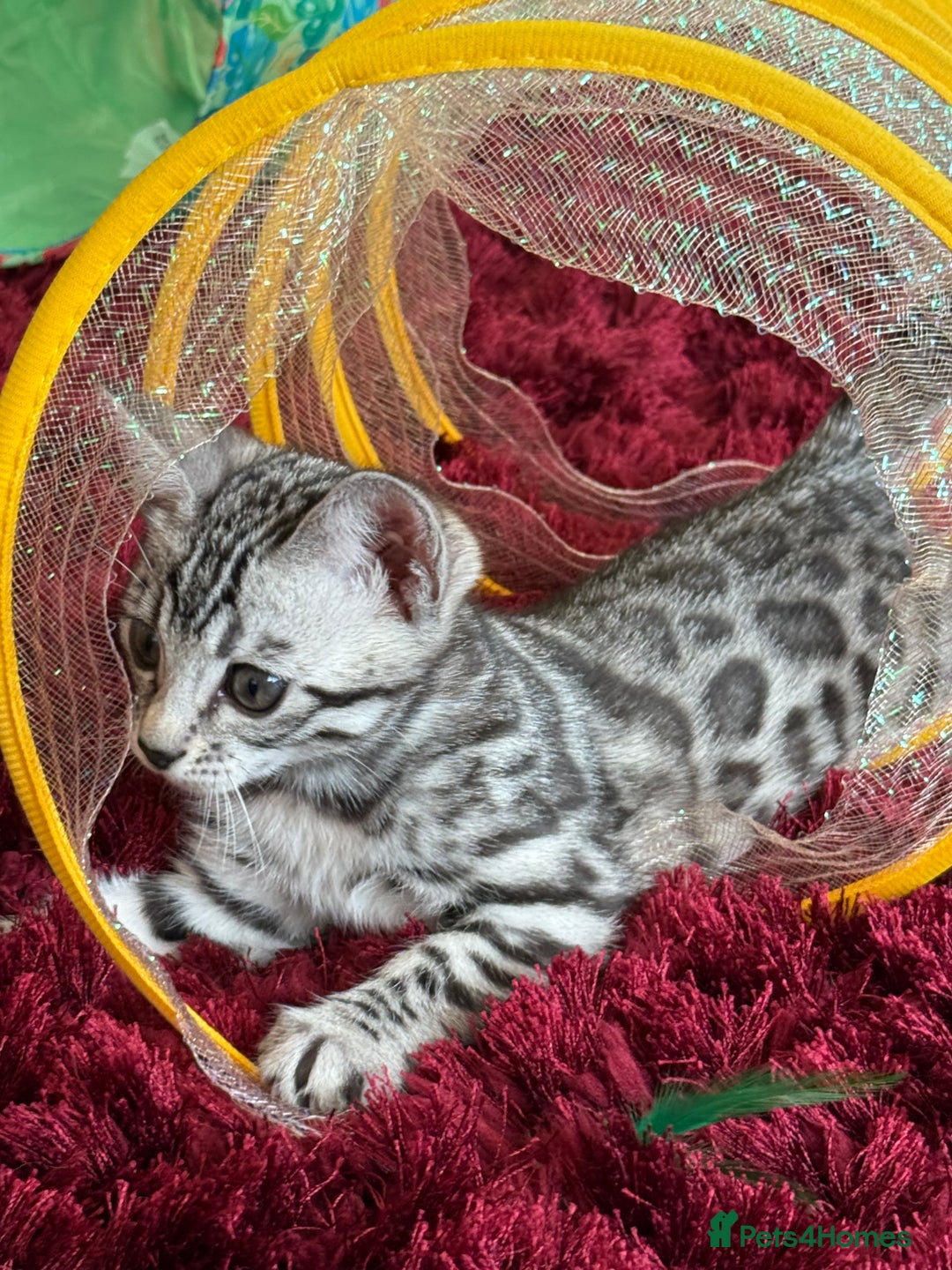 Bengal cats for sale: ⭐️Divine silver black spotted tabby bengal ⭐️ - Advert 11