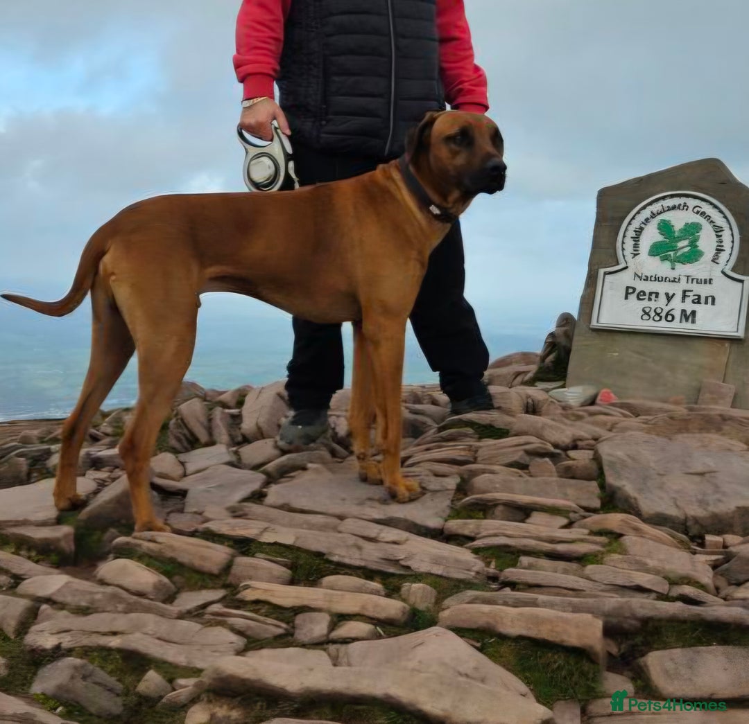 Rhodesian Ridgeback dogs for stud: Pedigree Rhodesian Ridgeback for Stud - Advert 1