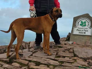 Rhodesian Ridgeback dogs Pedigree Rhodesian Ridgeback for Stud - Advert 1