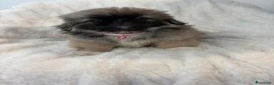 Pekingese Puppy 1