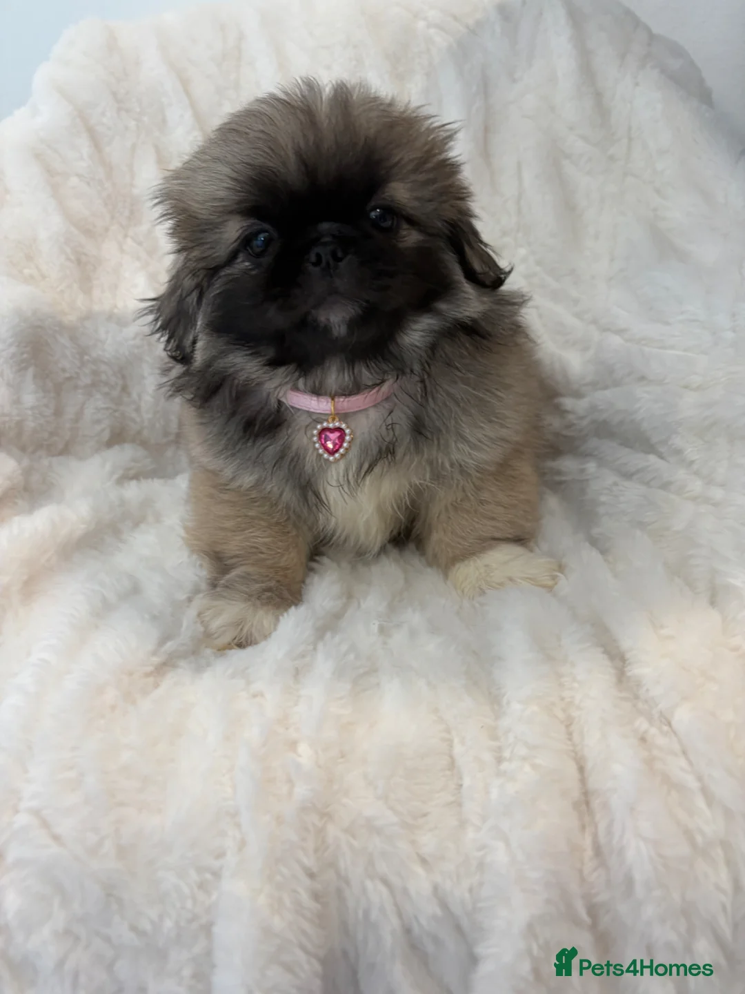 Pekingese dogs for sale: Pekingese  in Strathaven - Advert 5