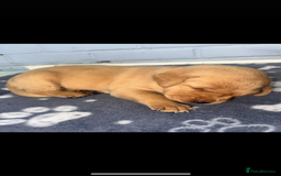 Labrador Retriever dogs for sale: Exceptional KC FTCH Working Labrador Pups - Image 10