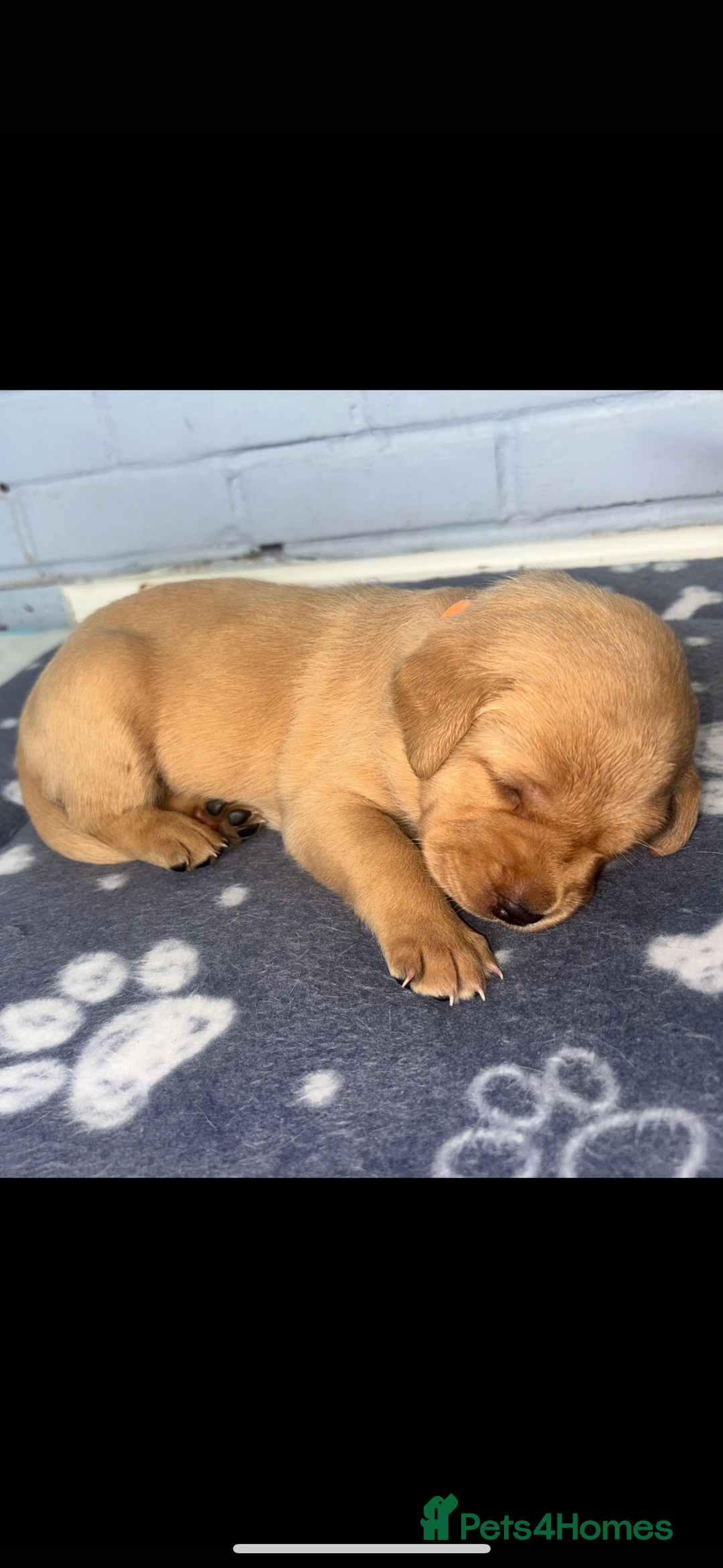 Labrador Retriever dogs for sale: Exceptional KC FTCH Working Labrador Pups - Image 10