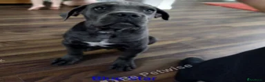 Cane Corso 6