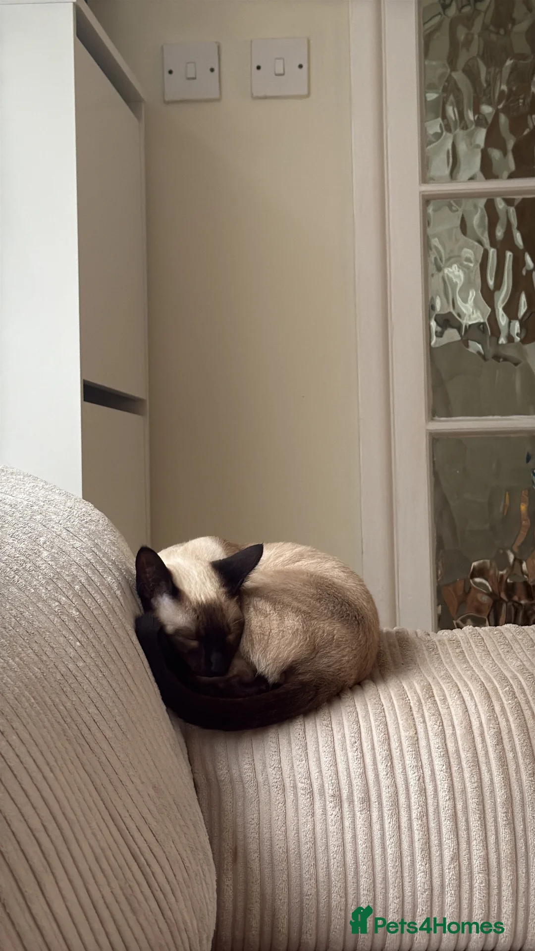 Siamese cats for sale: Poe is looking for her forever home  - Advert 8