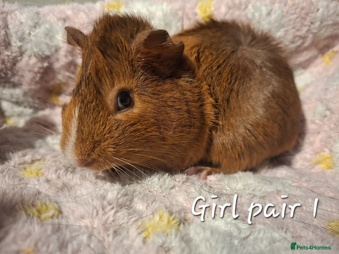 Guinea Pig rodents for sale: Guinea Pig pairs for sale  - Advert 2