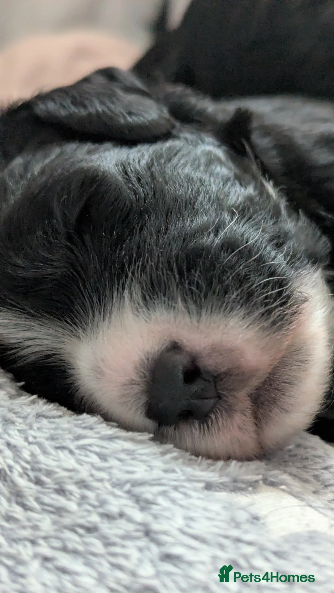 Sheepadoodle dogs for sale: 5 Adorable sheepadoodles  - Advert 2
