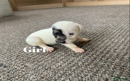 Jack Russell dogs for sale: Jack Russell puppy’s  - Image 11