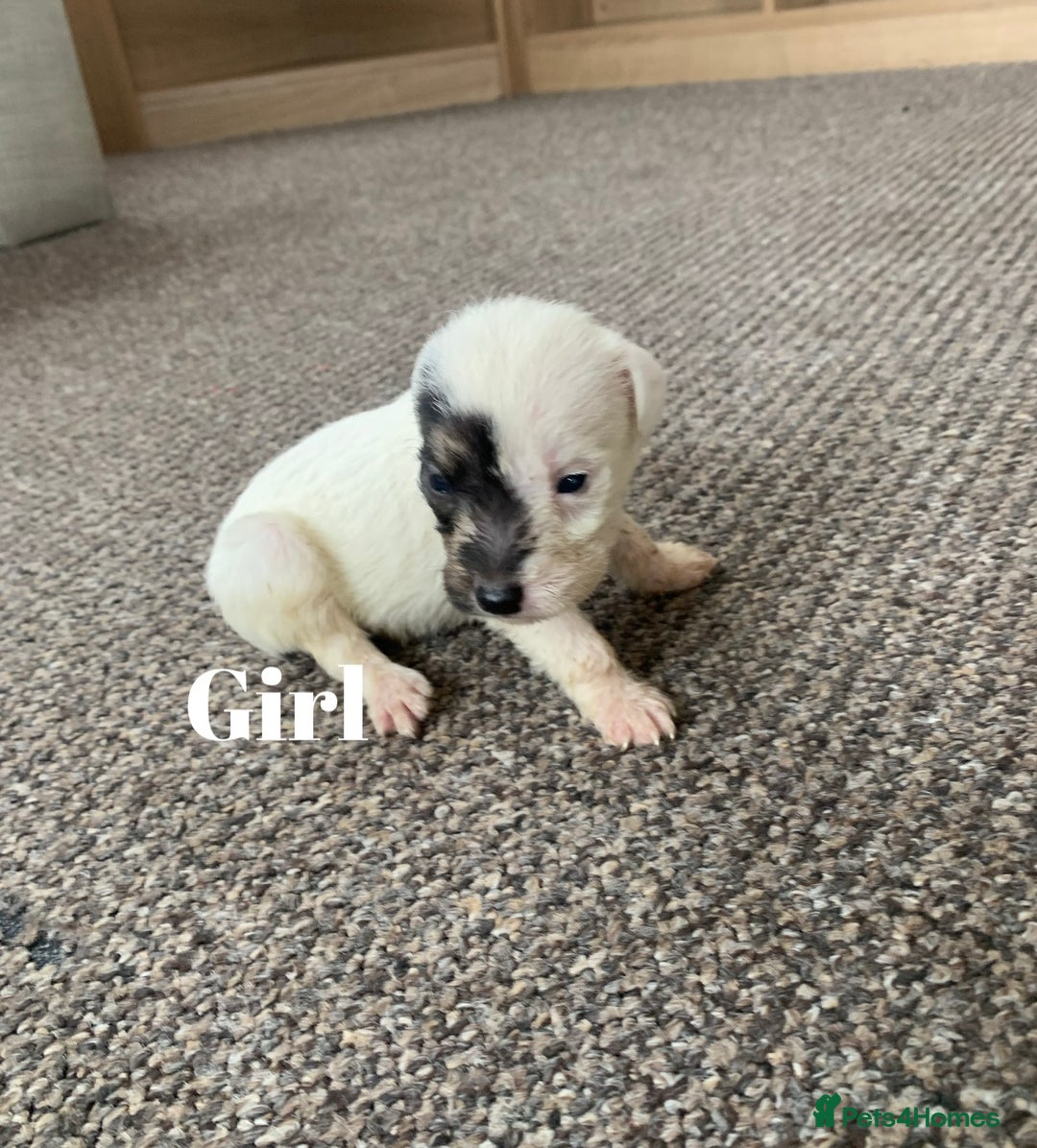 Jack Russell dogs for sale: Jack Russell puppy’s  - Image 11