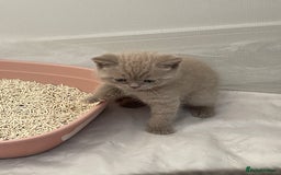 British Shorthair cats for sale: GCCF registered Champion bloodline BSH kittens - Image 28