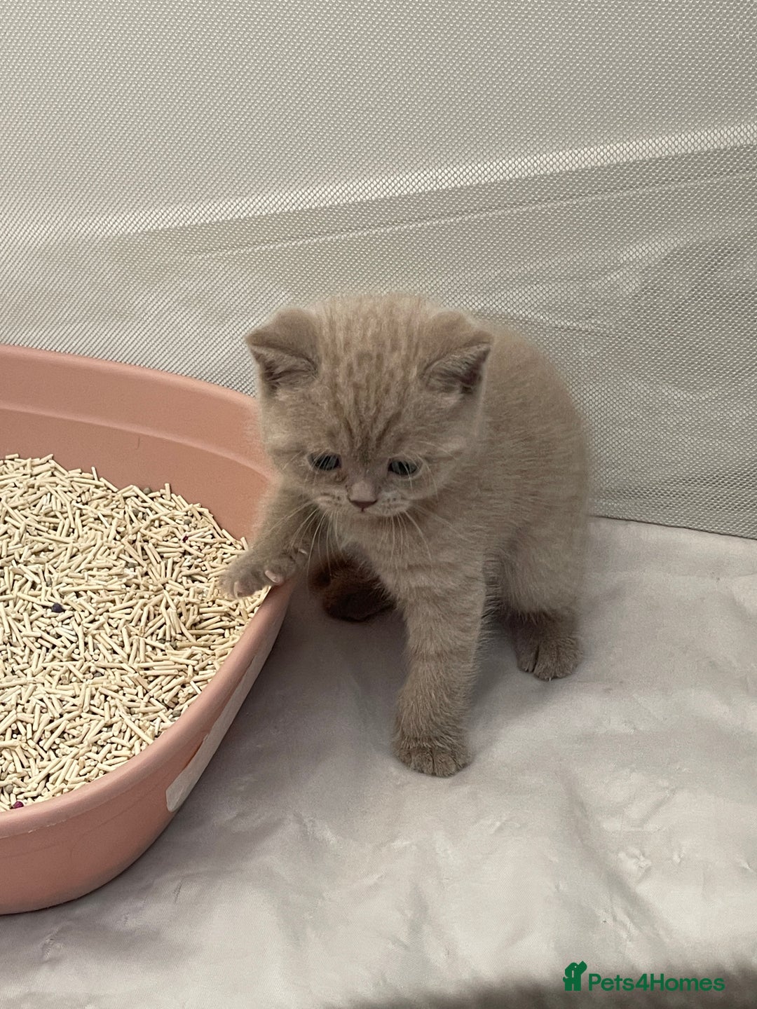 British Shorthair cats for sale: GCCF registered Champion bloodline BSH kittens - Image 28