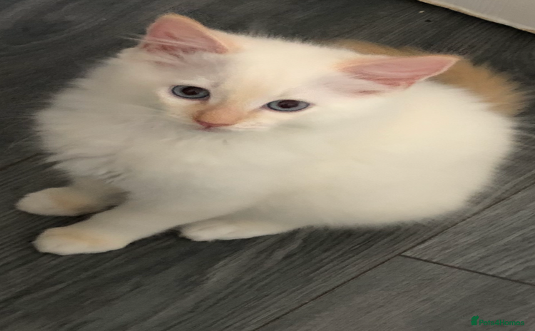 Ragdoll cats - Advert 6