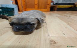 French Bulldog dogs for sale: Unique and Beautiful French bulldogs puppies  - Image 17