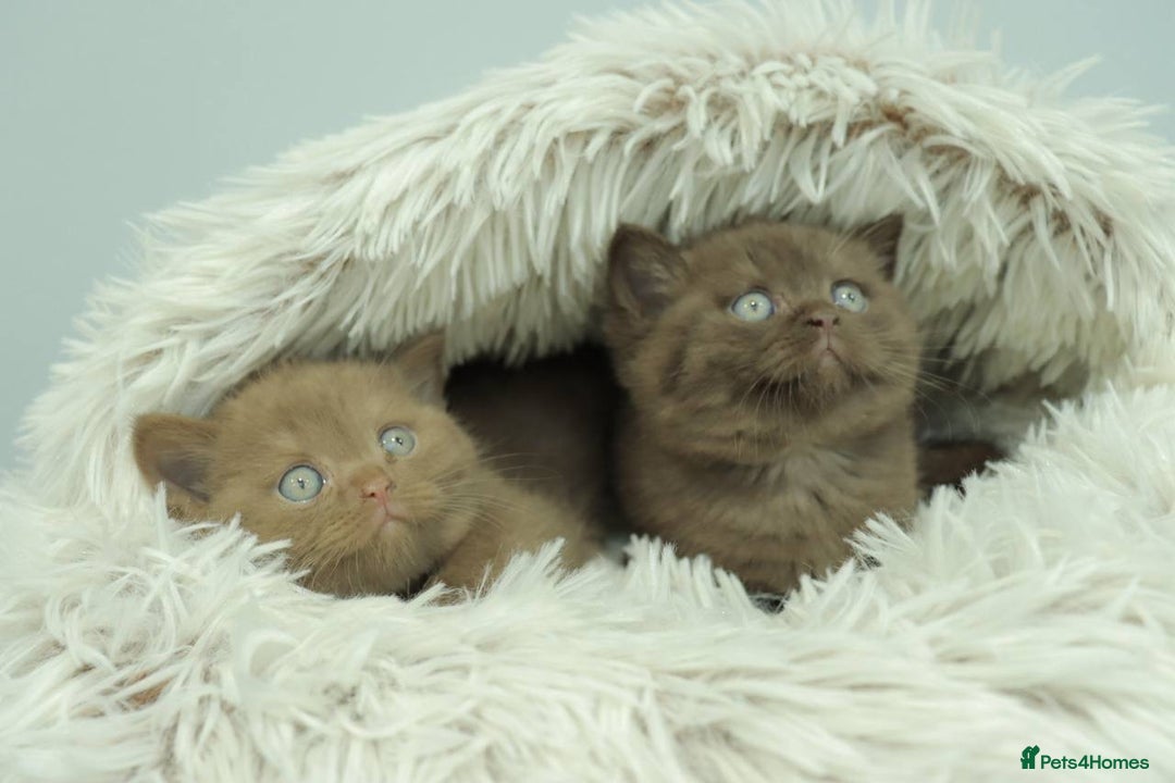 British Shorthair cats for sale: Stunning BHS Champions blood lines kittens  - Advert 26