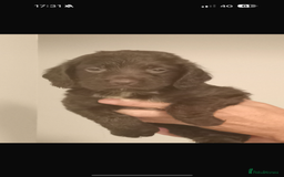 Cocker Spaniel dogs for sale: Working cocker spaniels  - Image 14